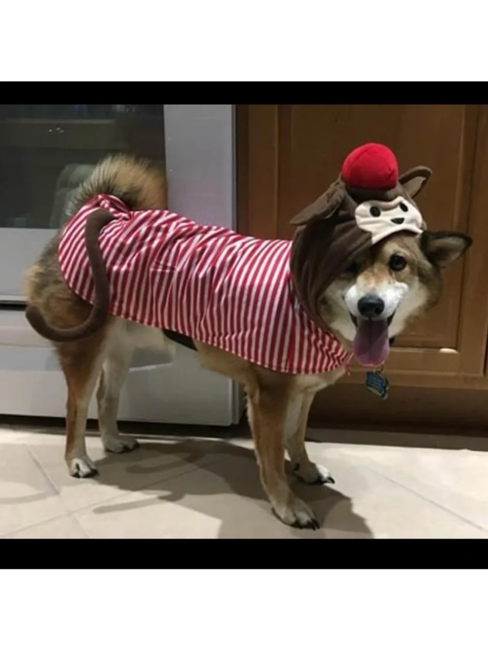 Dog Monkey Costume size Large